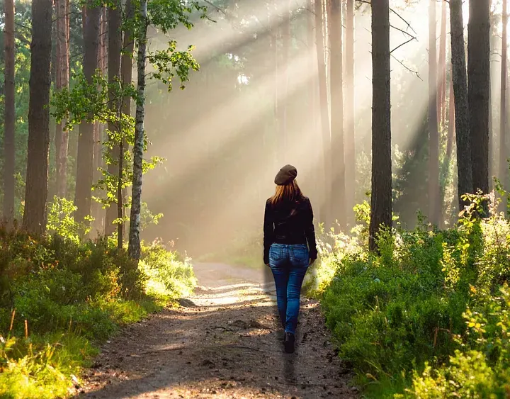 Un sendero entre árboles, con la luz entrando entre los troncos